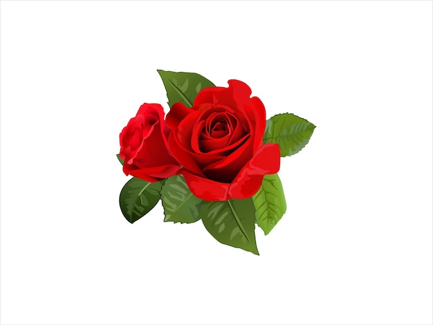 realistic red rose with green leaves vector valentines day flower illustration for romantic gift