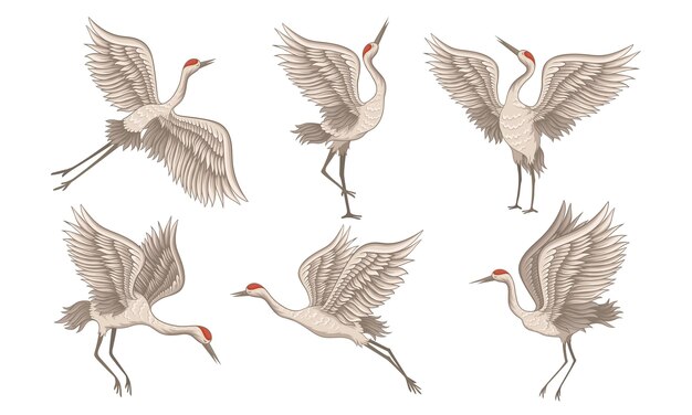 Vector realistic redcrowned crane in different flying poses vector set detailed bird drawing concept