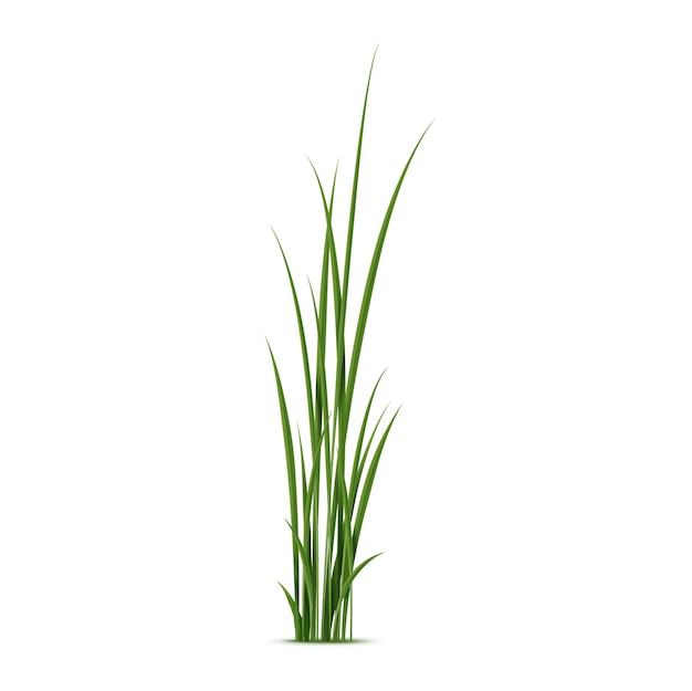 Realistic reed sedge and grass Isolated 3d vector type of grass that grows in wet and marshy areas characterized by strong stems and tall narrow leaves