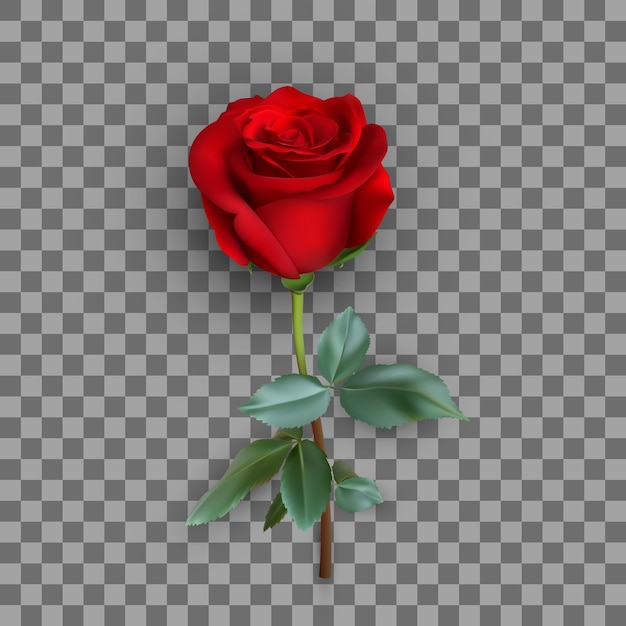 Realistic rose design isolated on background, 