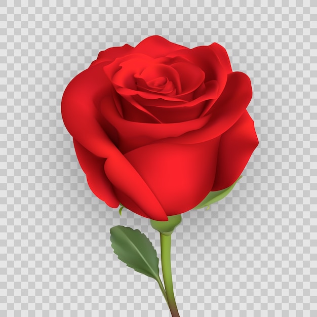 Вектор Реалистичный дизайн розы, изолированные на фоне