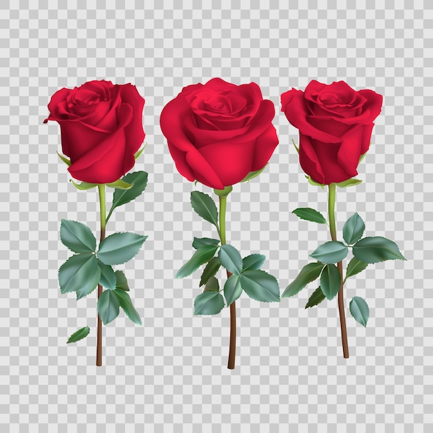 Realistic rose design isolated on transparent background