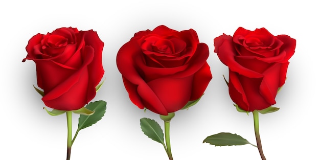 Realistic rose design isolated