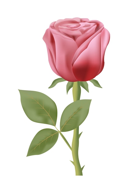 Realistic rose flower vector design