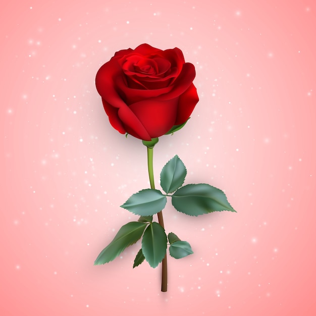 Vector realistic rose isolated on pink