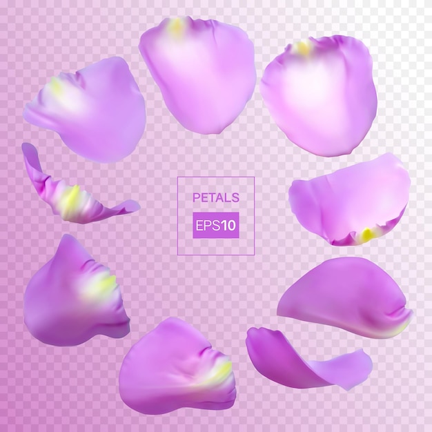 Petali di rosa realistici illustrazione vettoriale con gradienti di maglia
