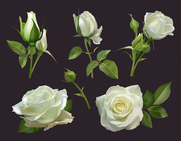 Vector realistic roses bouquet. white rose flowers with leaves, floral roses bouquets, gardening pastel colors blossom bunch  illustration set. close up natural botanic elements for wedding card