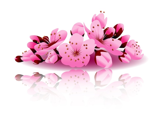 realistic sakura blooming flowers 

isolated