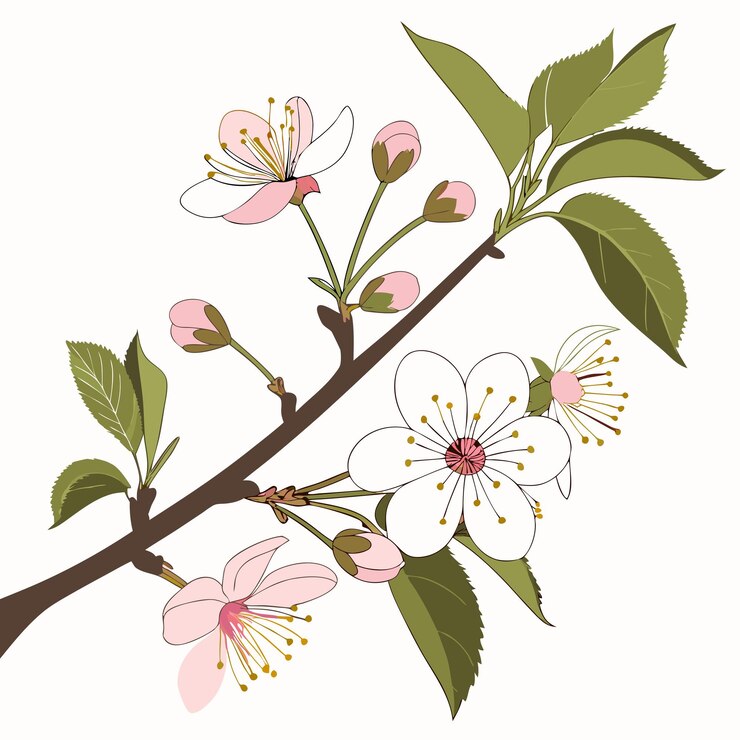 Vector realistic sakura branch