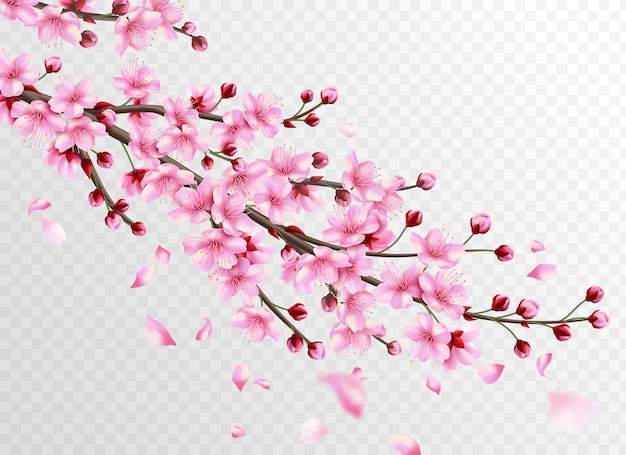 Vettore sakura realistico con fiori rosa e petali che cadono