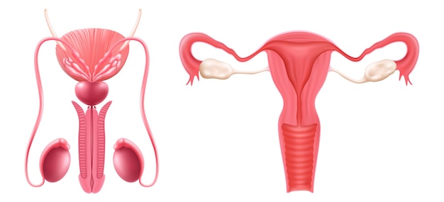 흰색 배경에 고립 된 남성과 여성의 인간 생식 기관의 현실적인 집합 현실적인 3d 벡터 일러스트 레이 션