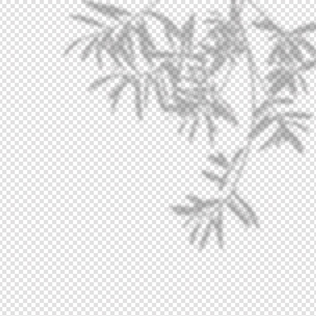 Realistic shadow olives leaves and branches on transparent background