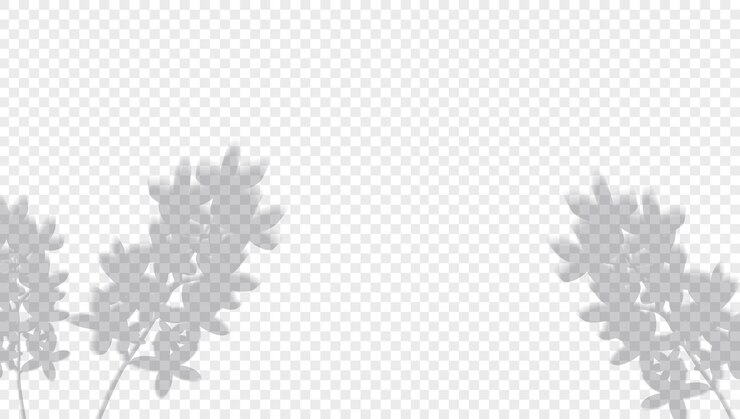 Vector realistic shadow plant on a transparent background