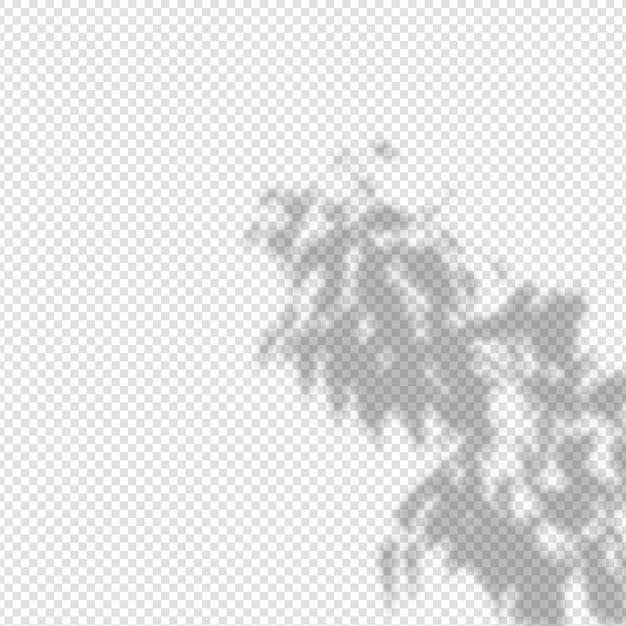 透明な背景にリアルな影の熱帯の葉と枝