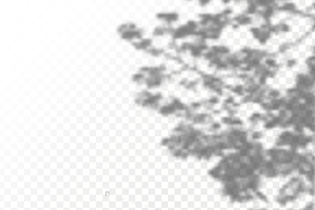 투명한 체크 무늬 배경에 현실적인 그림자 열대 잎과 가지 오버레이 그림자 자연광 레이아웃의 효과