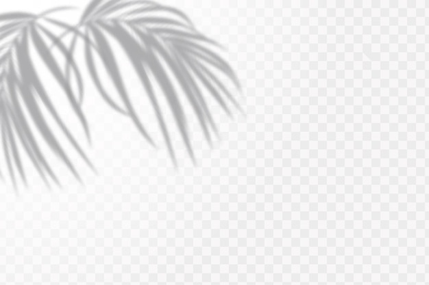 Realistic shadow tropical leaves and branches on transparent checkered background