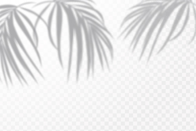 Vector realistic shadow tropical leaves and branches on transparent checkered background