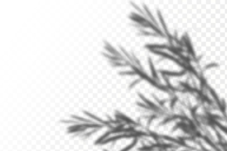 Vector realistic shadow tropical leaves and branches on transparent checkered background.