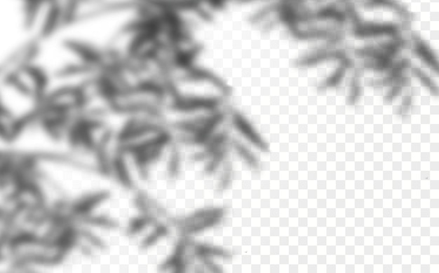 Realistic shadow tropical leaves and branches on transparent checkered background.