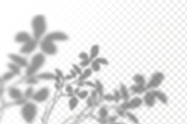 Realistic shadow tropical leaves and branches on transparent checkered background.