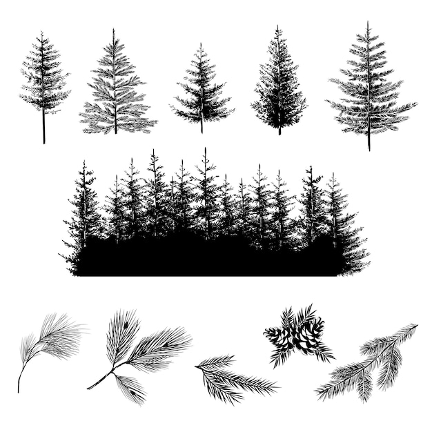 Vector realistic silhouettes of onifer trees and branches with cones vector illustration