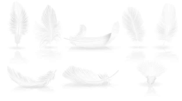 Realistic soft white feathers on glossy background.