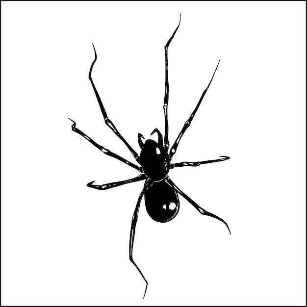 Realistic spider on white background. Hand-drawn illustration of spider. Halloween decoration.