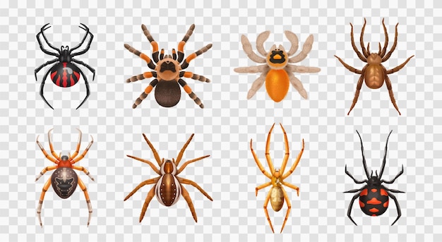 Vector realistic spiders transparent icon set with different types of spiders harmless and toxic vector illustration