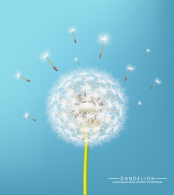 Vector realistic spring dandelion flower