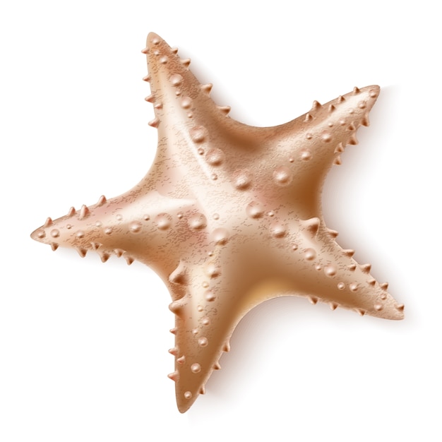 Vector realistic  starfish sea invertebrate for marine