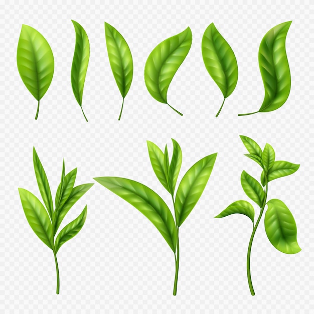  realistic tea leaves on transparent background