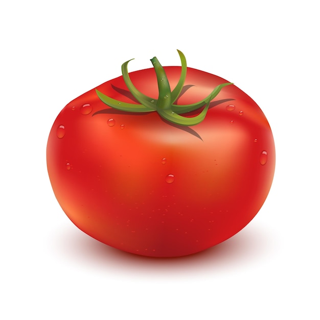 Realistic tomato isolated on white background EPS10 vector format