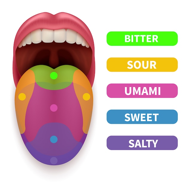 Vector realistic tongue with basic taste areas