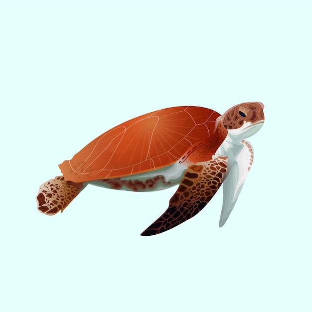 Vector realistic tortoise art