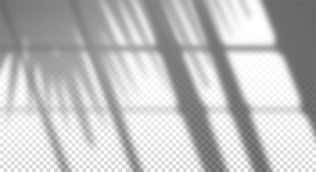 Vector realistic transparent drop shadow of window with palm branch on a wall, overlay effect for photo