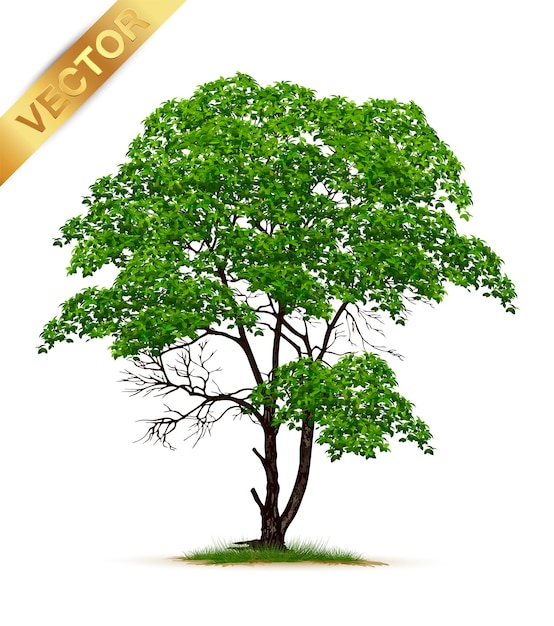 Vector realistic  tree  isolated on white background