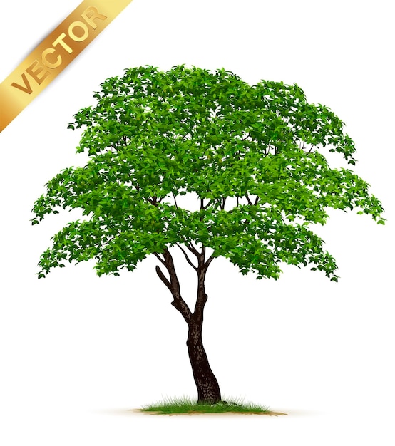 Vector realistic  tree  isolated on white background