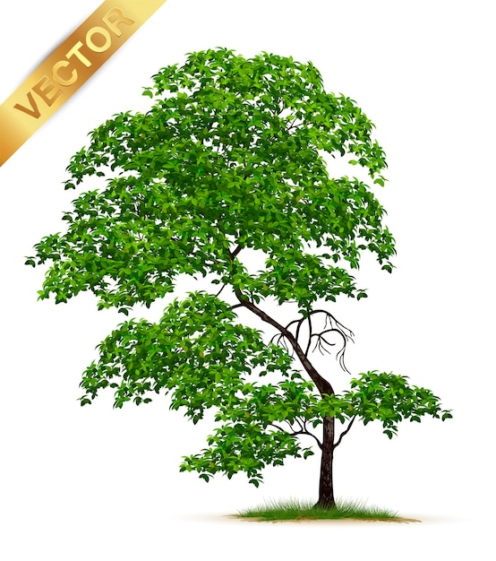 Realistic  tree  isolated on white background