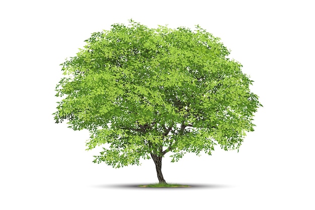 Realistic  tree  isolated on white background