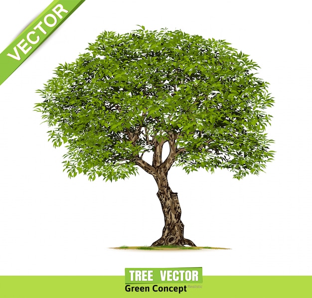 Realistic  trees isolated