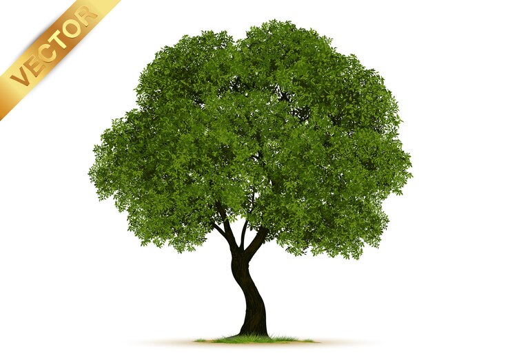 Vector realistic  trees isolated