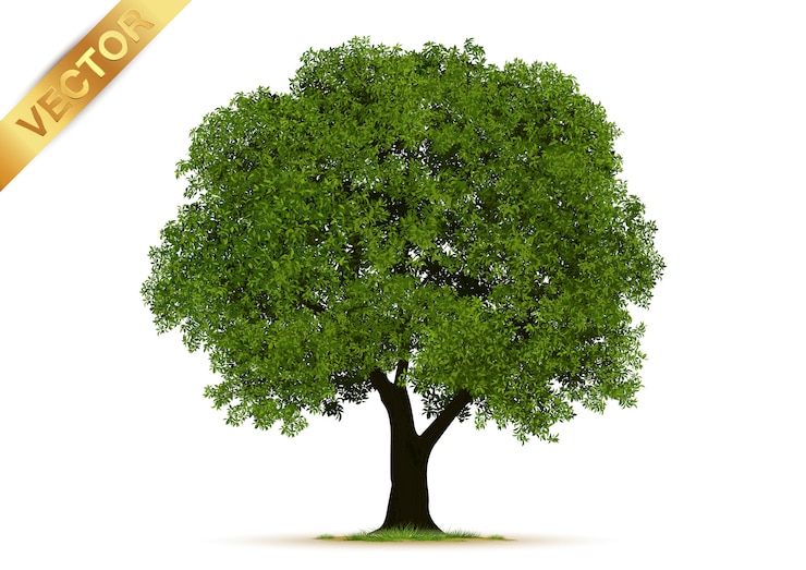 Vector realistic  trees isolated