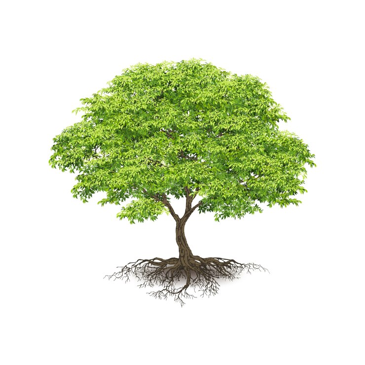 Vector realistic trees  on white background