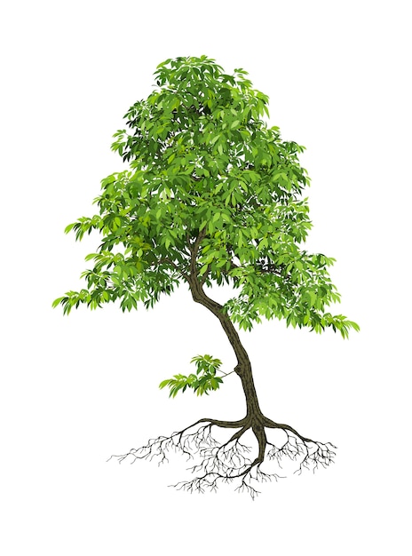 Realistic trees on white background