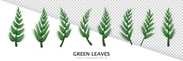 Realistic twigs with green leaves isolated on transparent background Herbal design elements