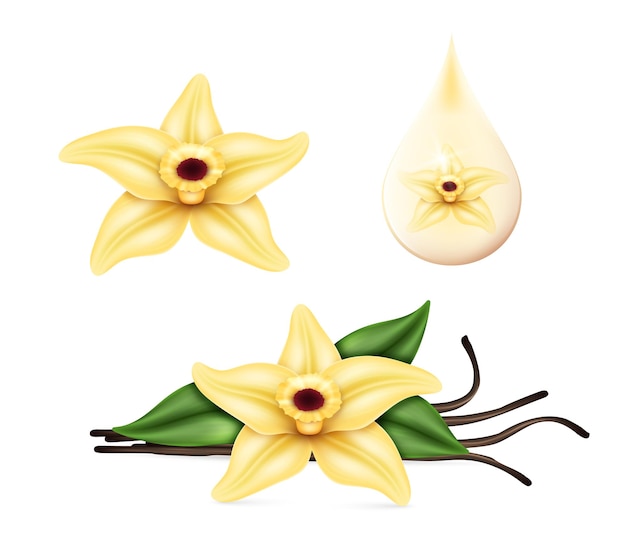 Realistic vanilla flower with dried sticks and green leaves Food cooking condiment set