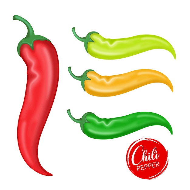 Vector realistic vector of chili set product vector hot chilies set isolated on a white background red y