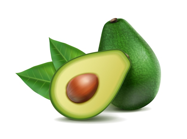 Vector realistic vector icon set avocado whole and half isolated