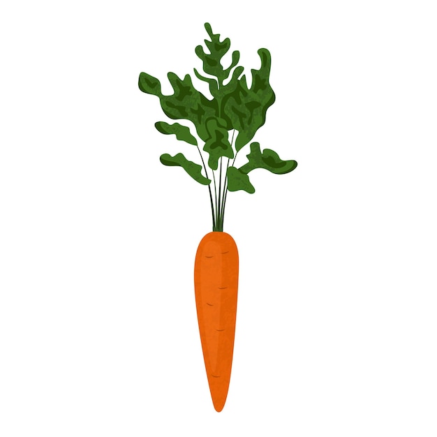 Реалистичные векторные иллюстрации морковь с листьями, изолированные на белом фоне.