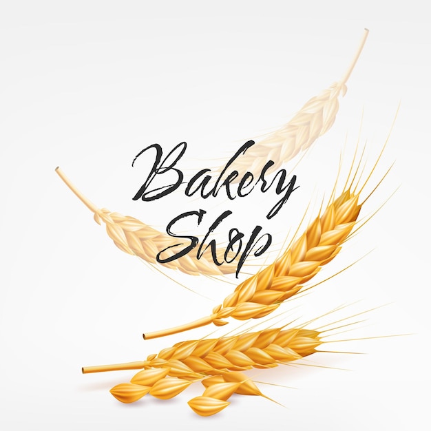 Vector realistic vector illustration of falling golden wheat spikes rye and dry wheat for bakery shops